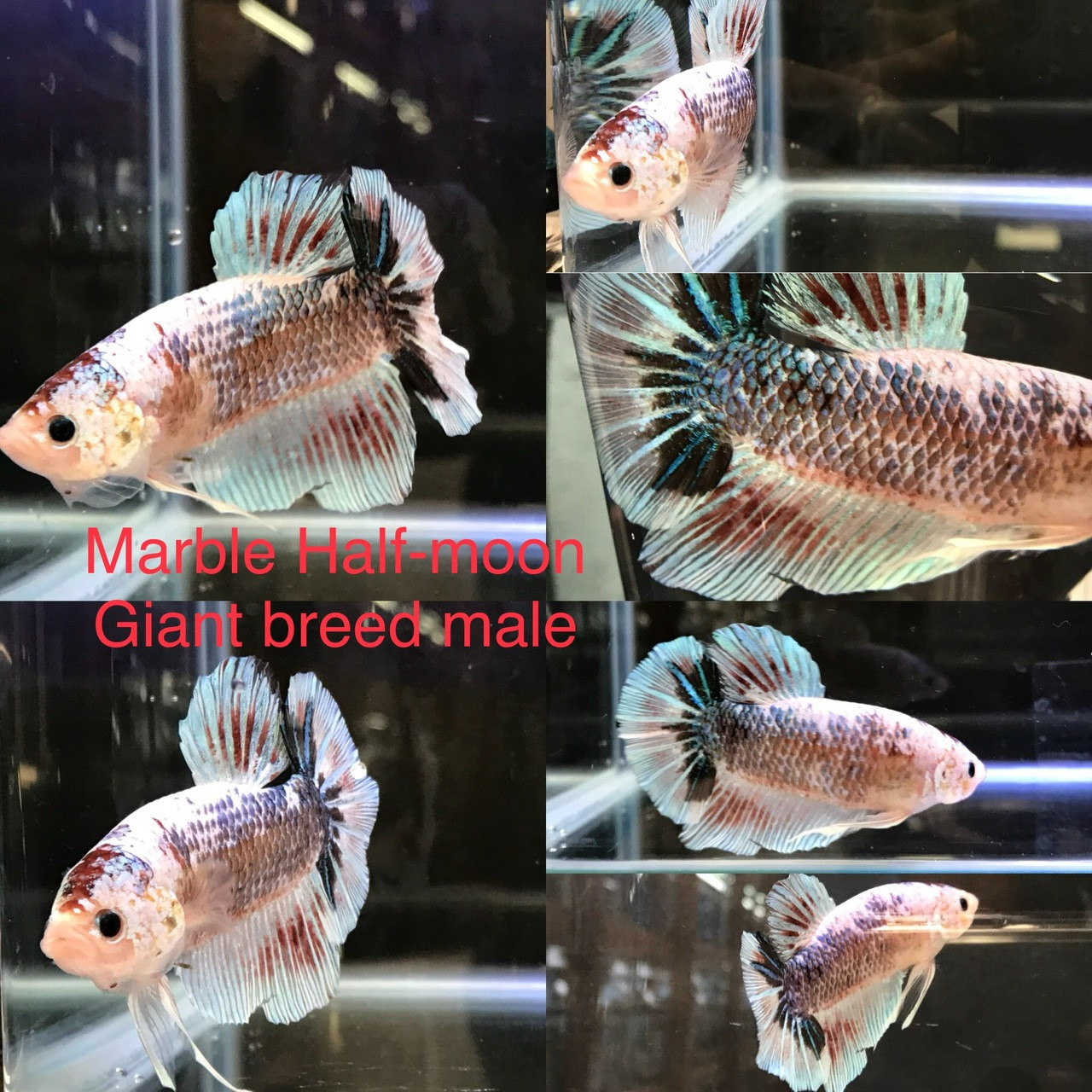 Buy fancy betta fish for sale Best Sale1