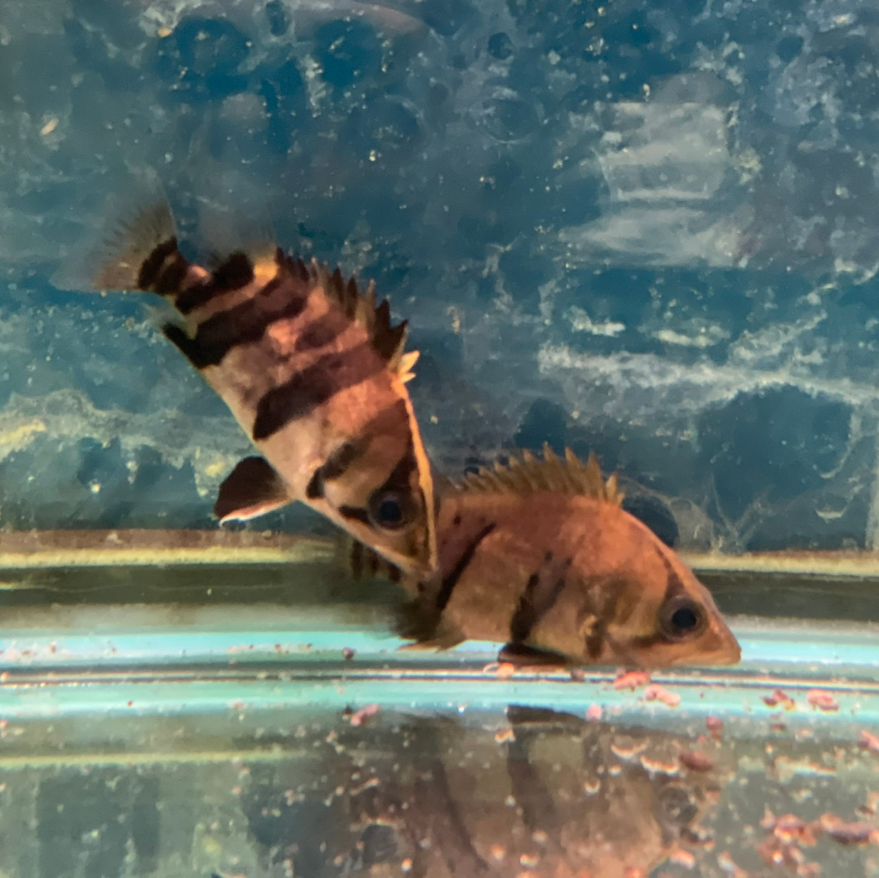 Freshwater Tropical Fish: Indonesian Tigerfish Datnoid - Datnoid Microlepis