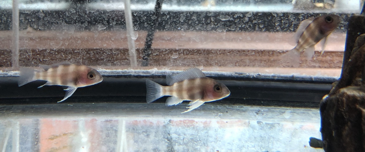 African Cichlids: Red Frontosa Cichlid - Copper Band Frontosa