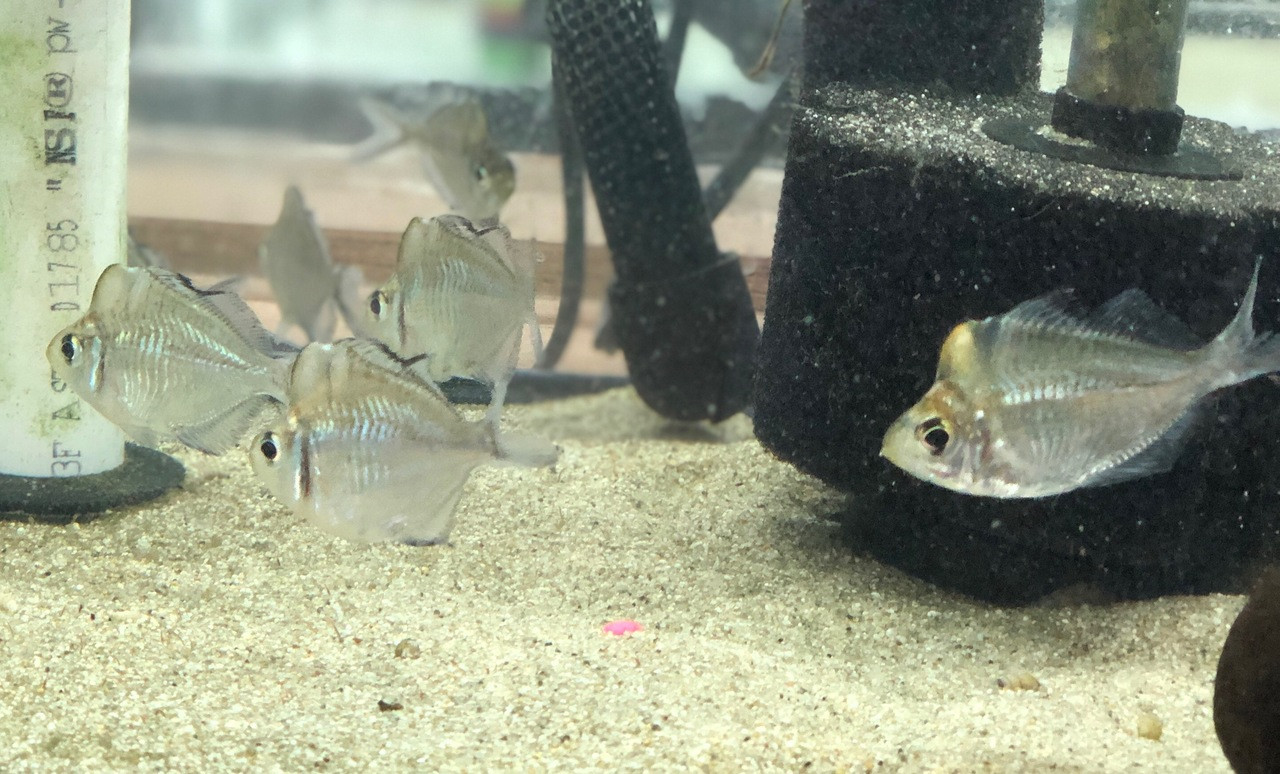 Freshwater Tropical Fish Humphead Glassfish (Parambassis pulcinella)