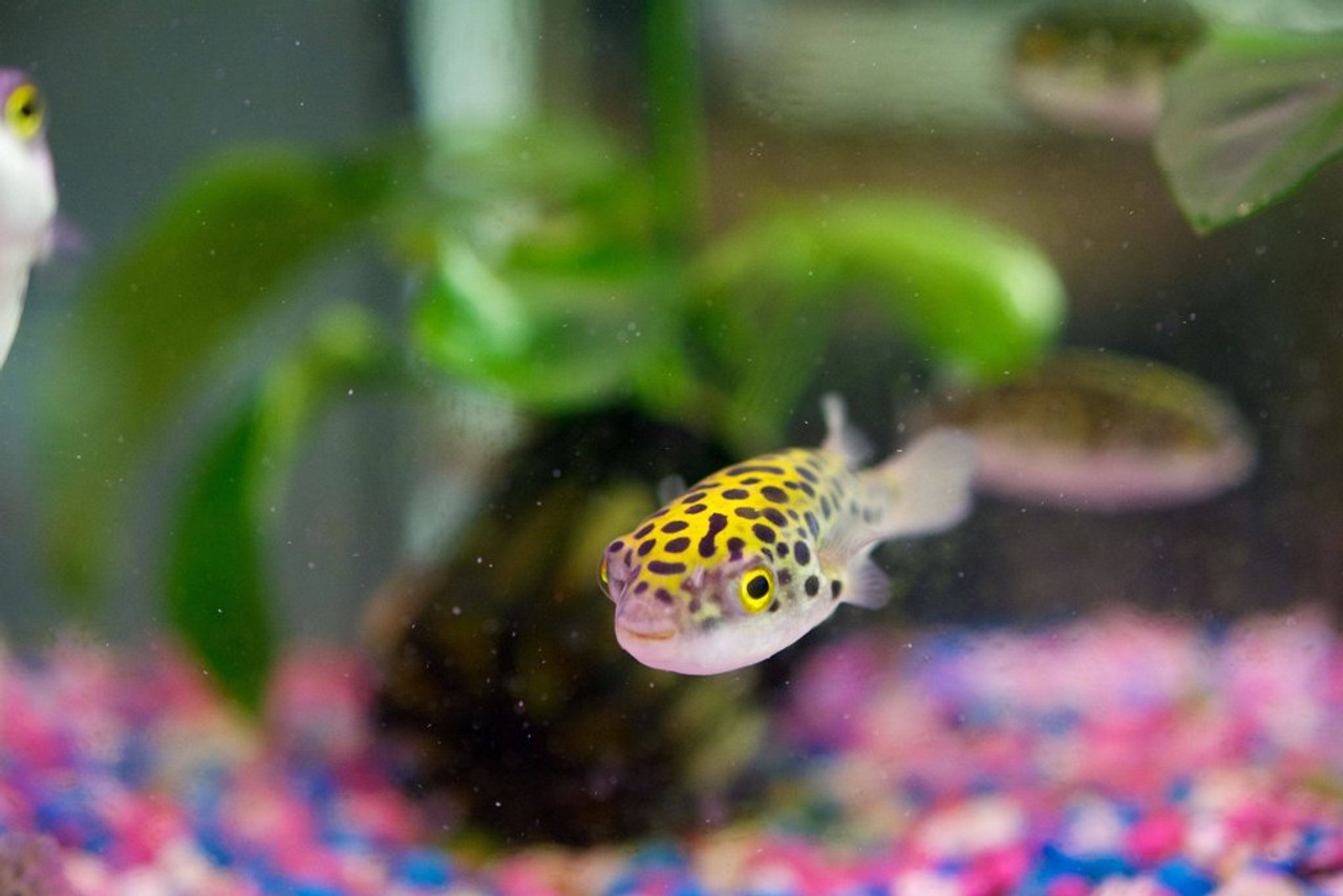 green spotted puffer fish