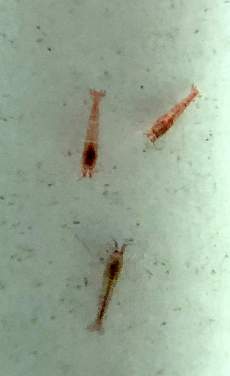 Tropical Inverts For Brackish Water Aquariums Opae Ula Shrimp