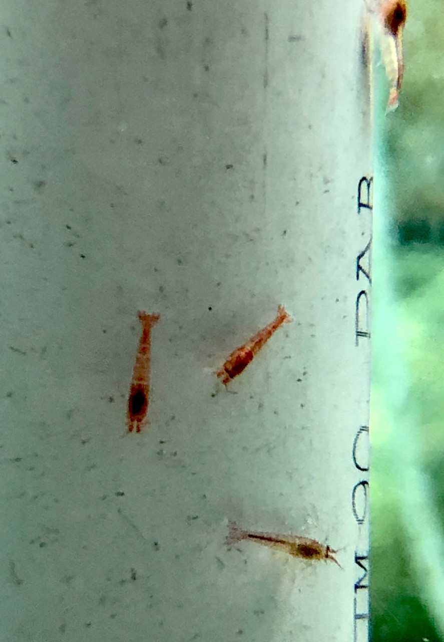 Tropical Inverts For Brackish Water Aquariums Opae Ula Shrimp Halocaridina rubra