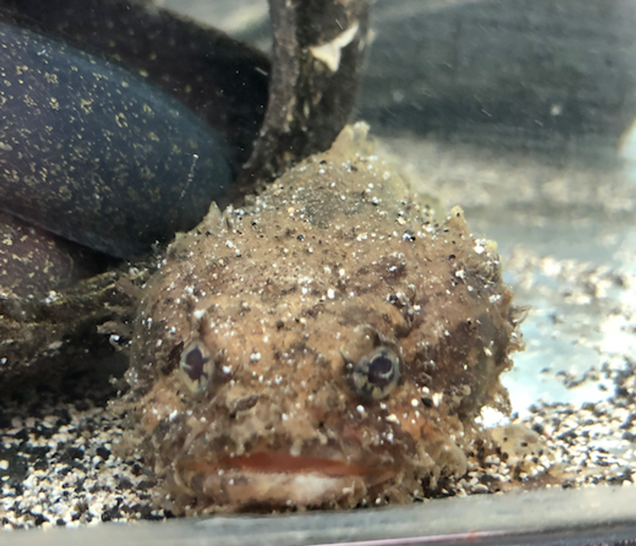 freshwater toadfish for sale