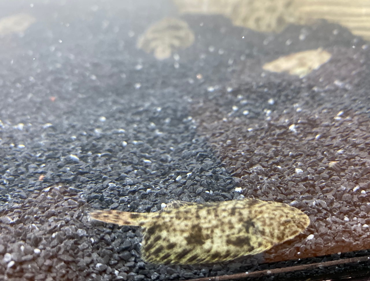 Oddball Tropical Fish Freshwater Flounder Brachirus selheimi