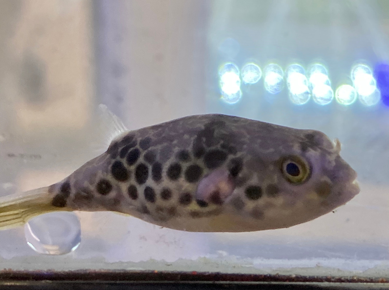 Freshwater Fish For Sale Spotted Congo Pufferfish Tetraodon schoutedeni