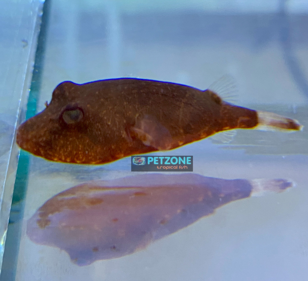 Freshwater Fish For Sale Congo Puffer Tetraodon miurus