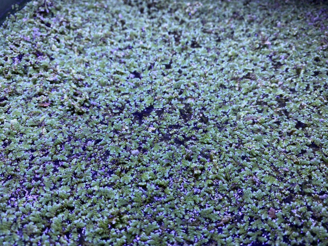 Aquarium Plants: AZOLLA FLOATING FERN - Fairy Moss