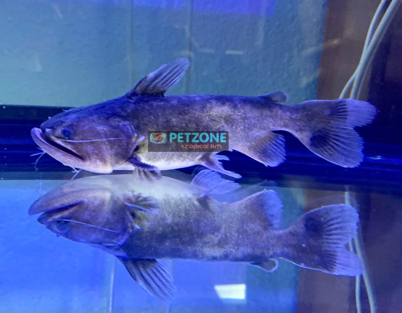 Live Freshwater Catfish For Sale Gulper Catfish Asterophysus batrachus