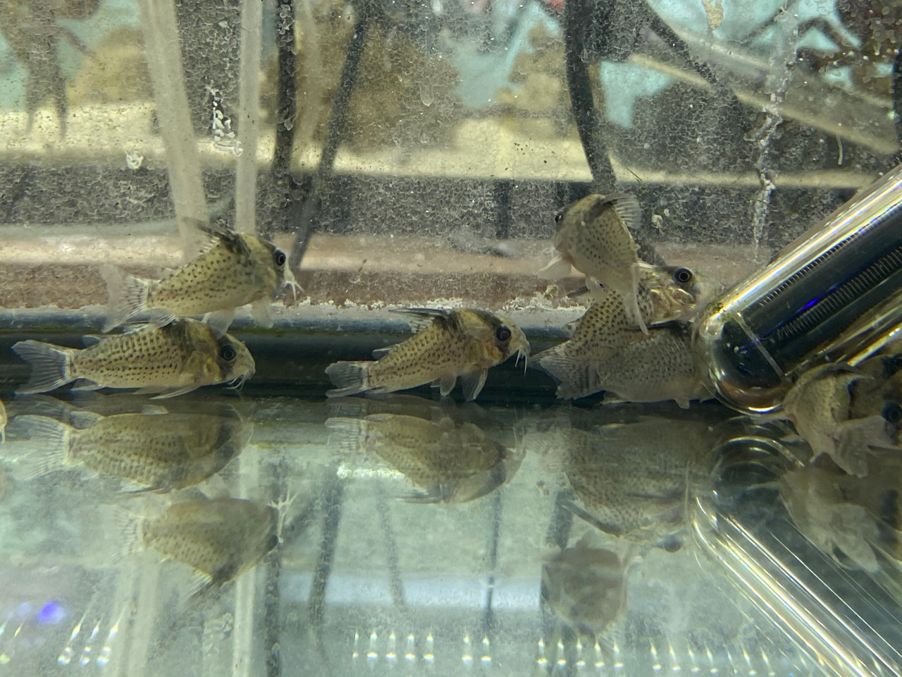 Freshwater Tropical Fish: Delphax Cory Cat (False Blochi Cat