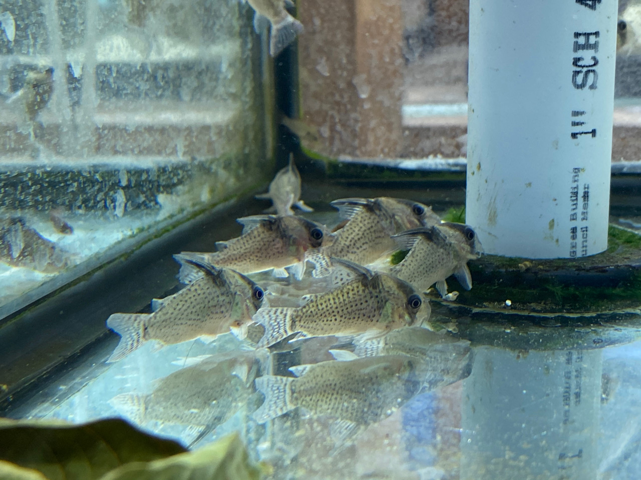 Freshwater Tropical Fish: Delphax Cory Cat (False Blochi Cat