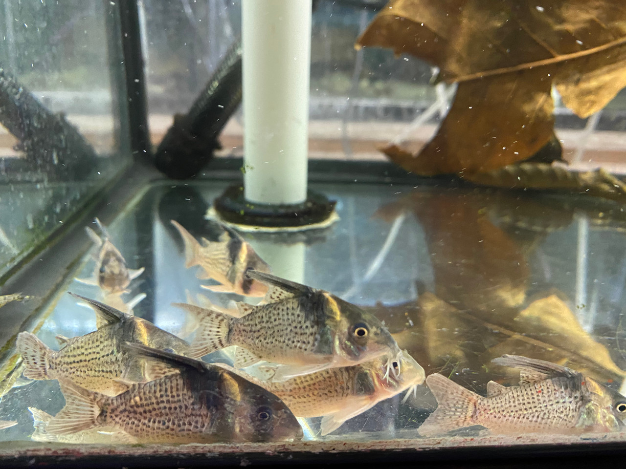 Freshwater Tropical Fish: Delphax Cory Cat (False Blochi Cat