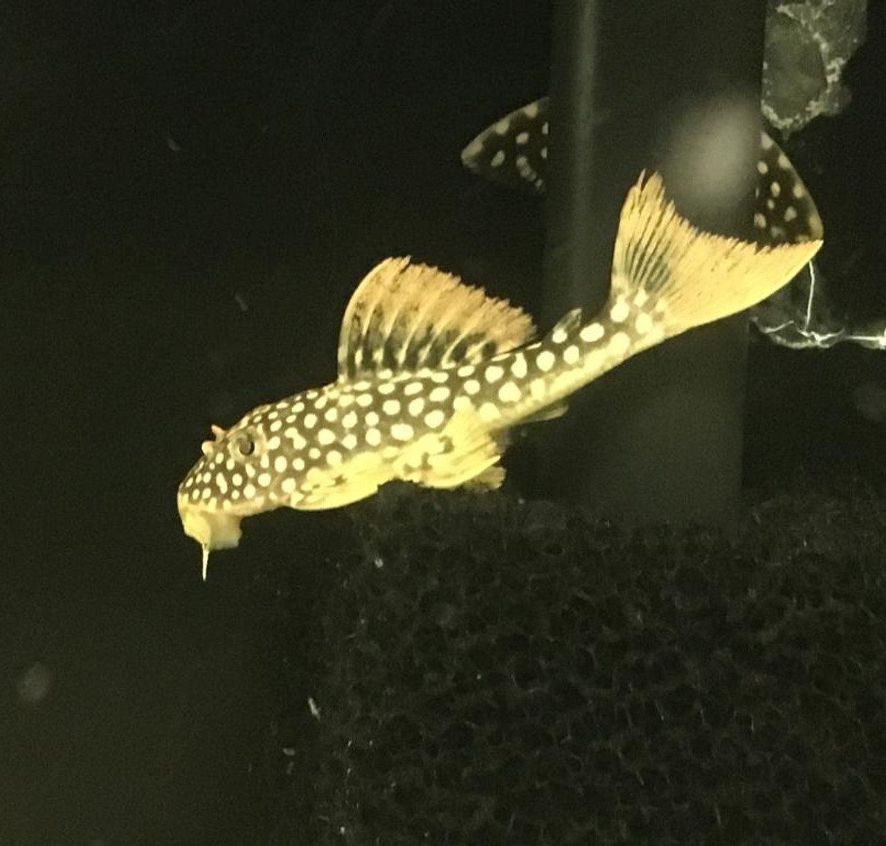 Plecostomus Fish: L014 Sunshine Pleco (Goldie Pleco)