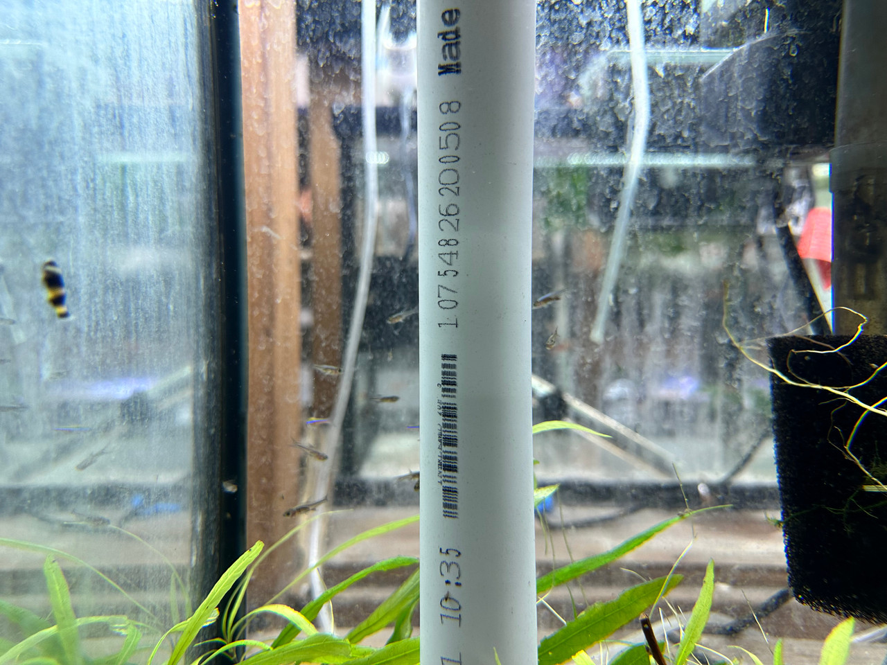 Freshwater Fish For Sale: Axelrod's Rasbora / Blue Neon Danio ...