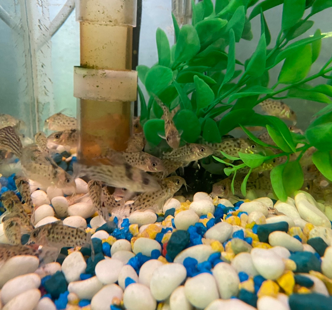 Freshwater Tropical Fish Kanei Cory Cat Corydoras kanei