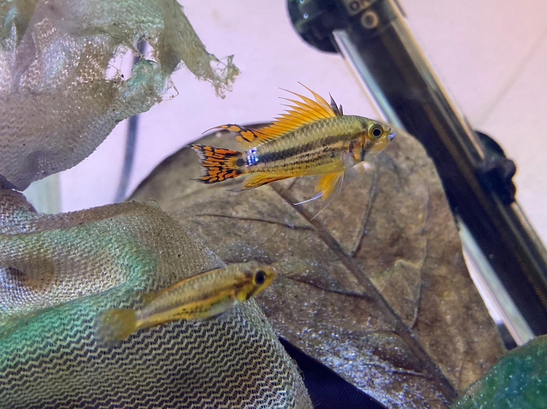 Freshwater Tropical Fish Triple Red Apisto / Triple Red Dwarf Cockatoo