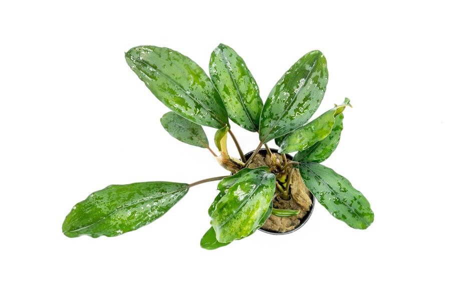 Aquarium Plants: Bucephalandra sp 'Green' Cup Tissue Culture