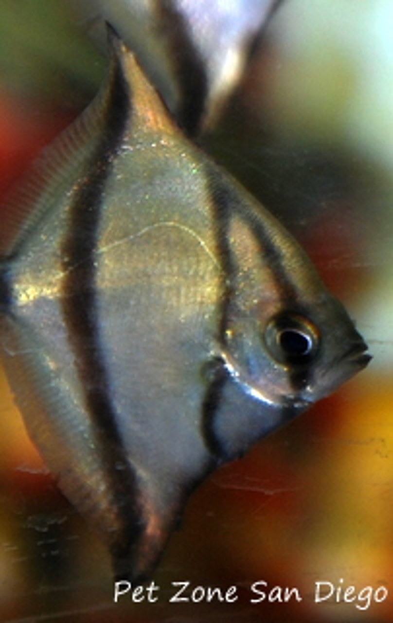 Brackish Water Tropical Fish: Mono Sebae