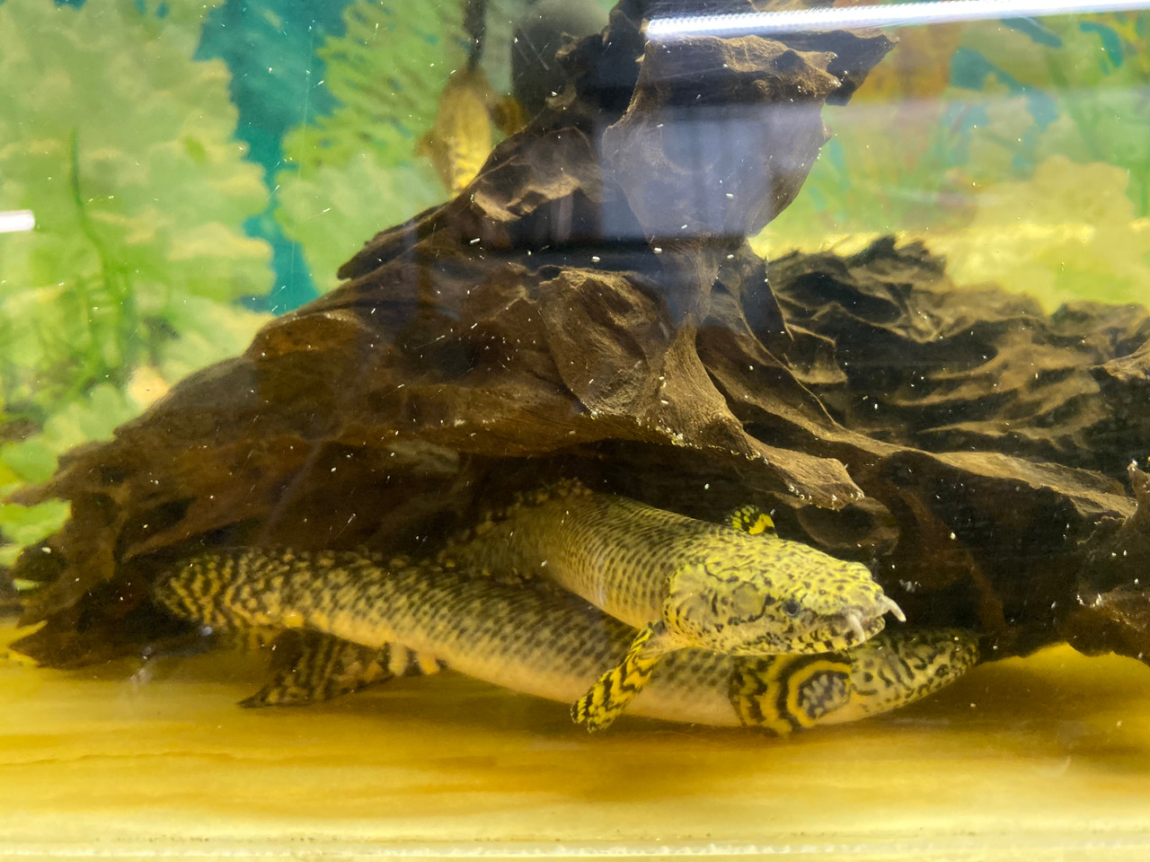Tropical Fish For Sale Ornate Bichir, Small Polypterus ornatipinnis