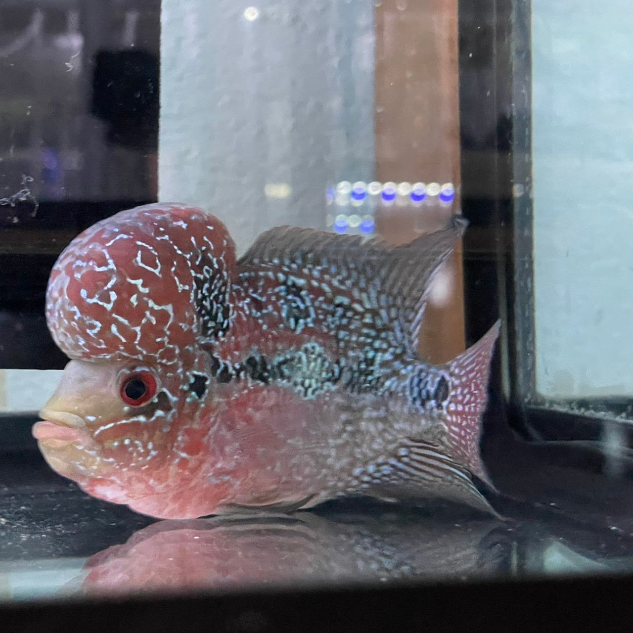 zz flowerhorn