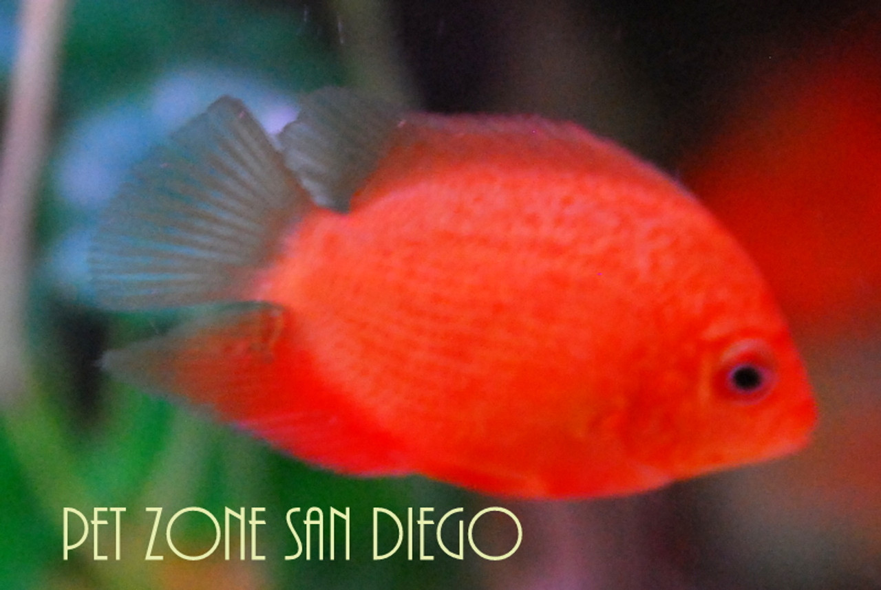 Freshwater Tropical Fish For Aquariums: Red Spotted Severum