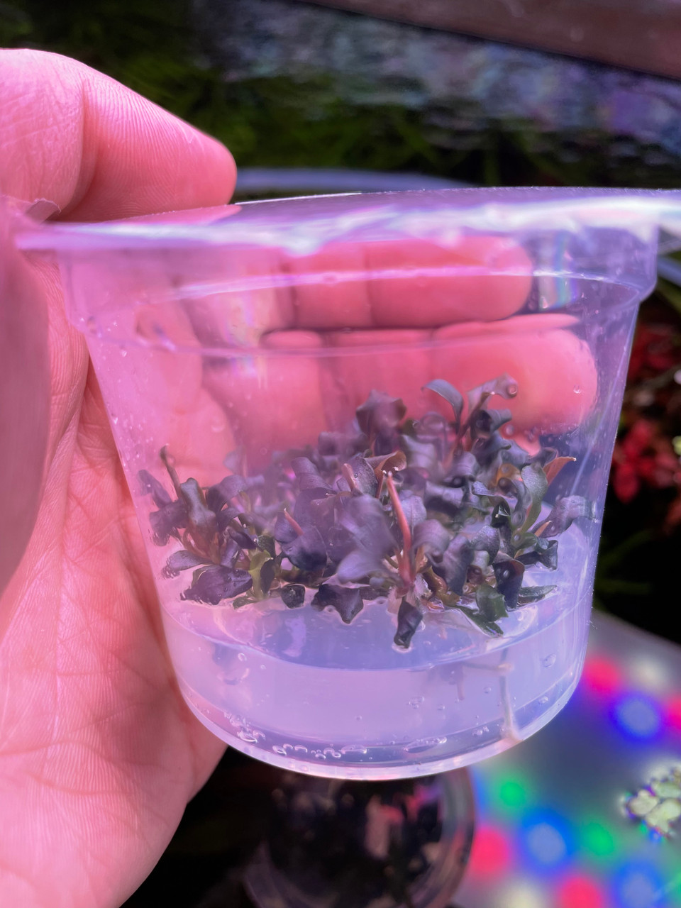Bucephalandra Kapuas Brownie Ghost 