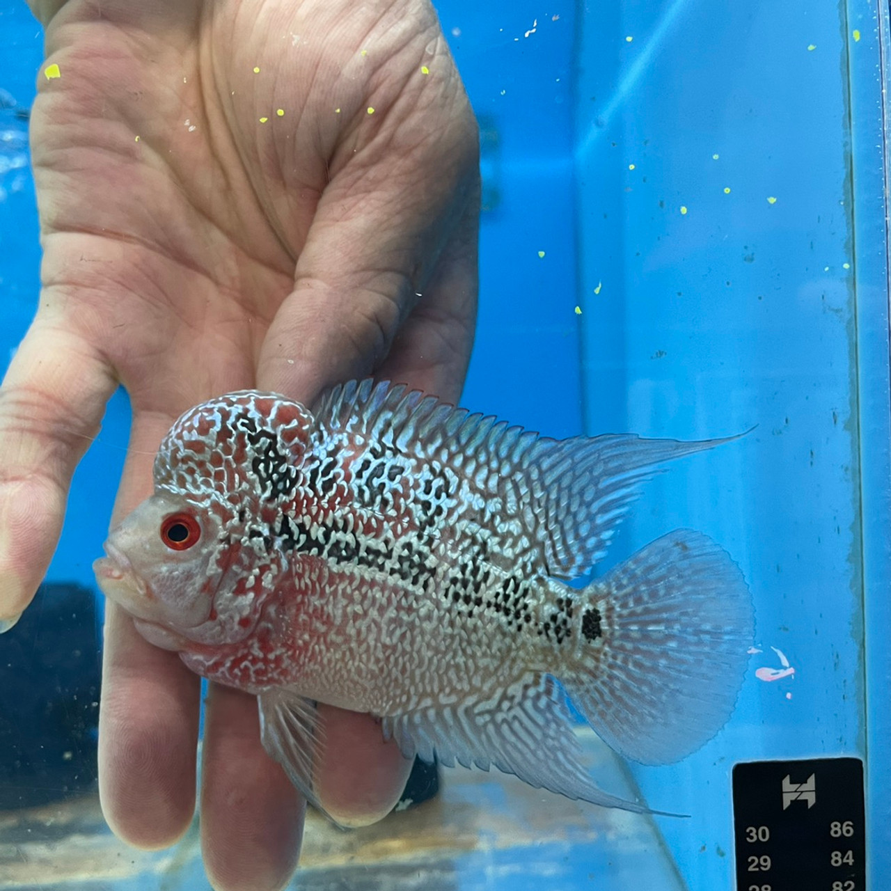 2 inch flowerhorn