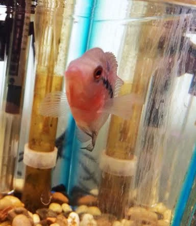 Hybrid Cichlids: SRD Super Red Dragon Flowerhorn Fry For Sale