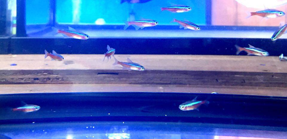 Freshwater Tropical Fish Cardinal Tetra Jumbo Sized