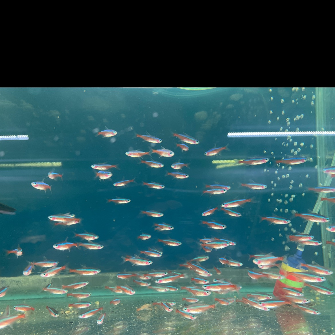 Freshwater Tropical Fish Cardinal Tetra Jumbo Sized