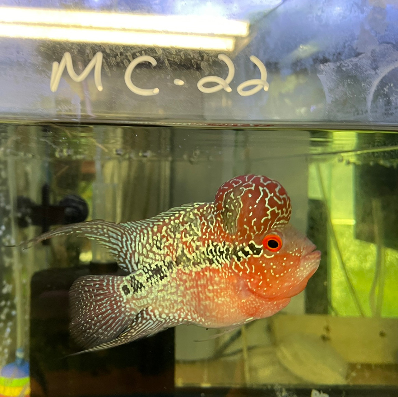 zz flowerhorn