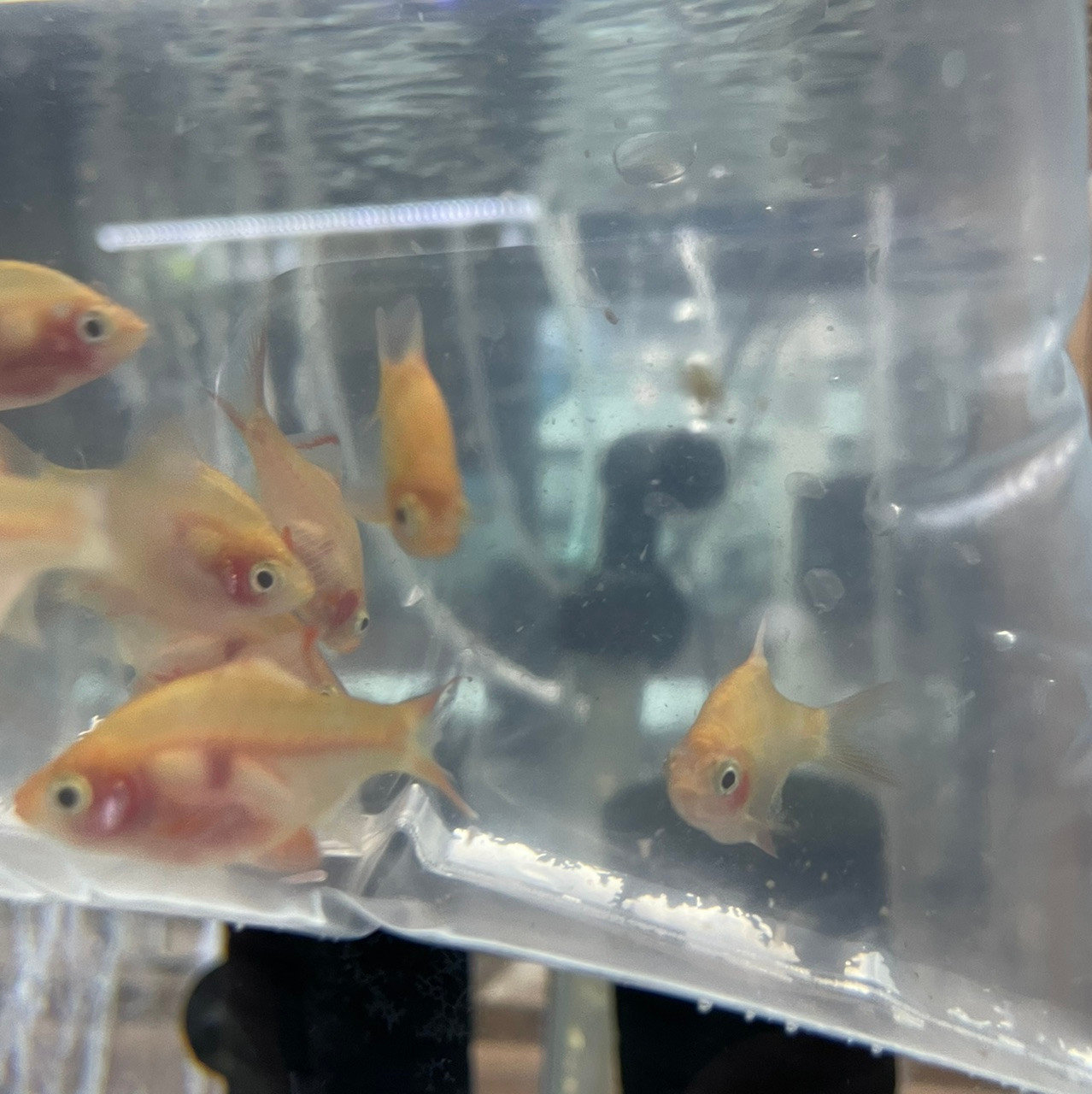 Albino Blushing Tiger Barb