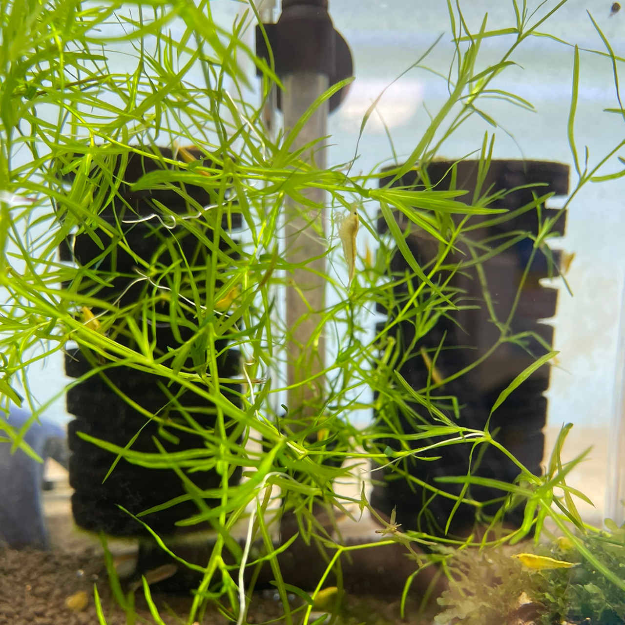 Guppy Grass Pet Zone Tropical Fish San Diego, California