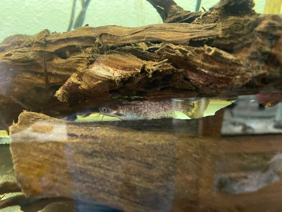 Freshwater Tropical Fish Colombian Wood Cat Fisher's Wood Catfish Trachelyopterus fisheri