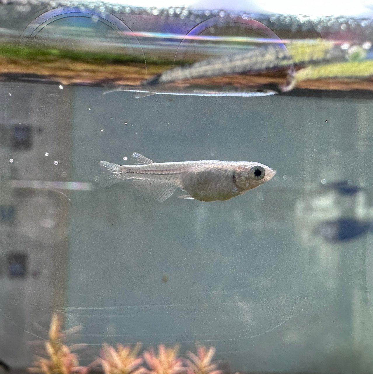 Freshwater Tropical Fish: Platinum Medaka Rice Fish - ORYZIAS LATIPES ...