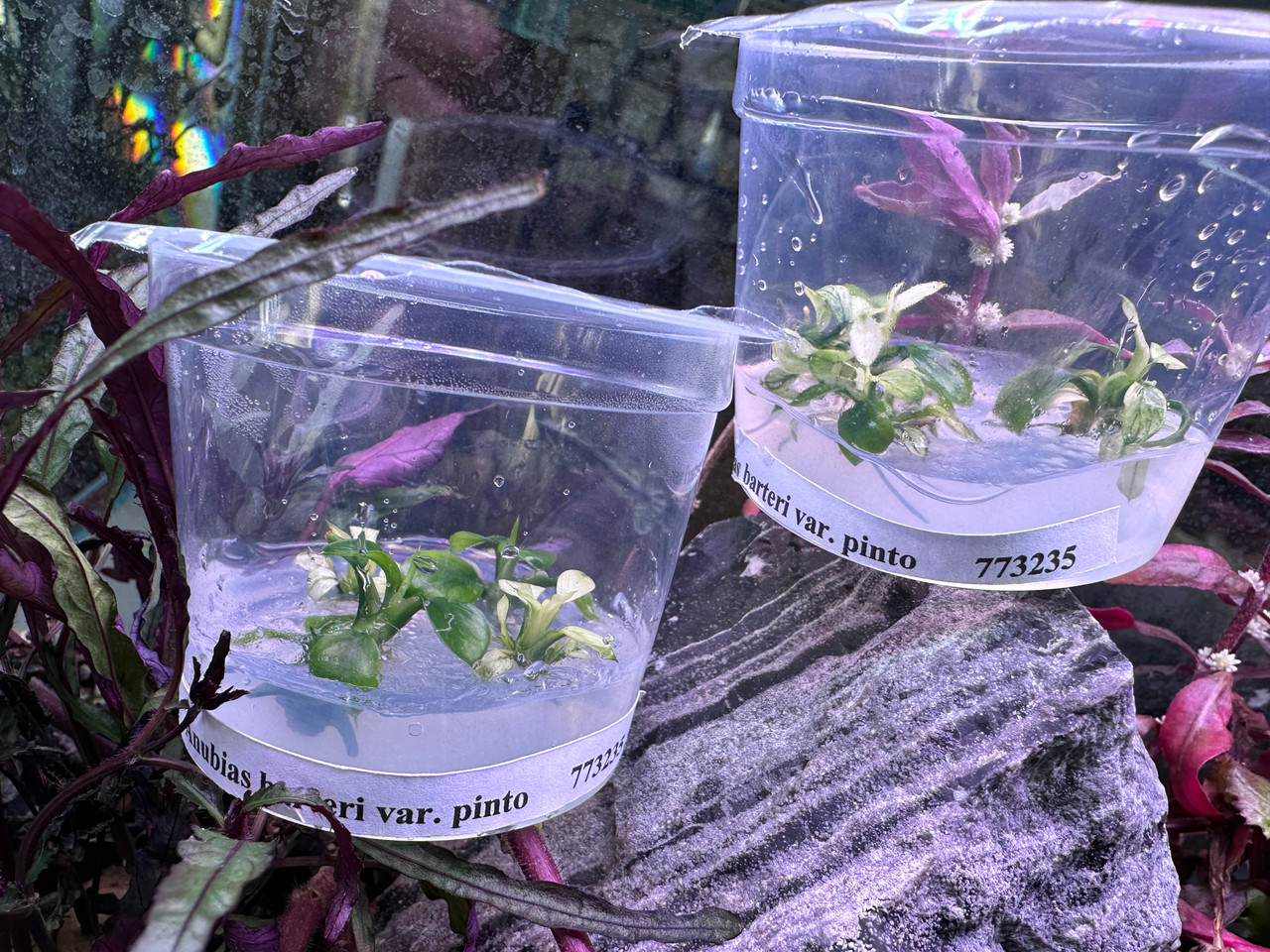Aquarium Plants: ANUBIAS NANA PINTO