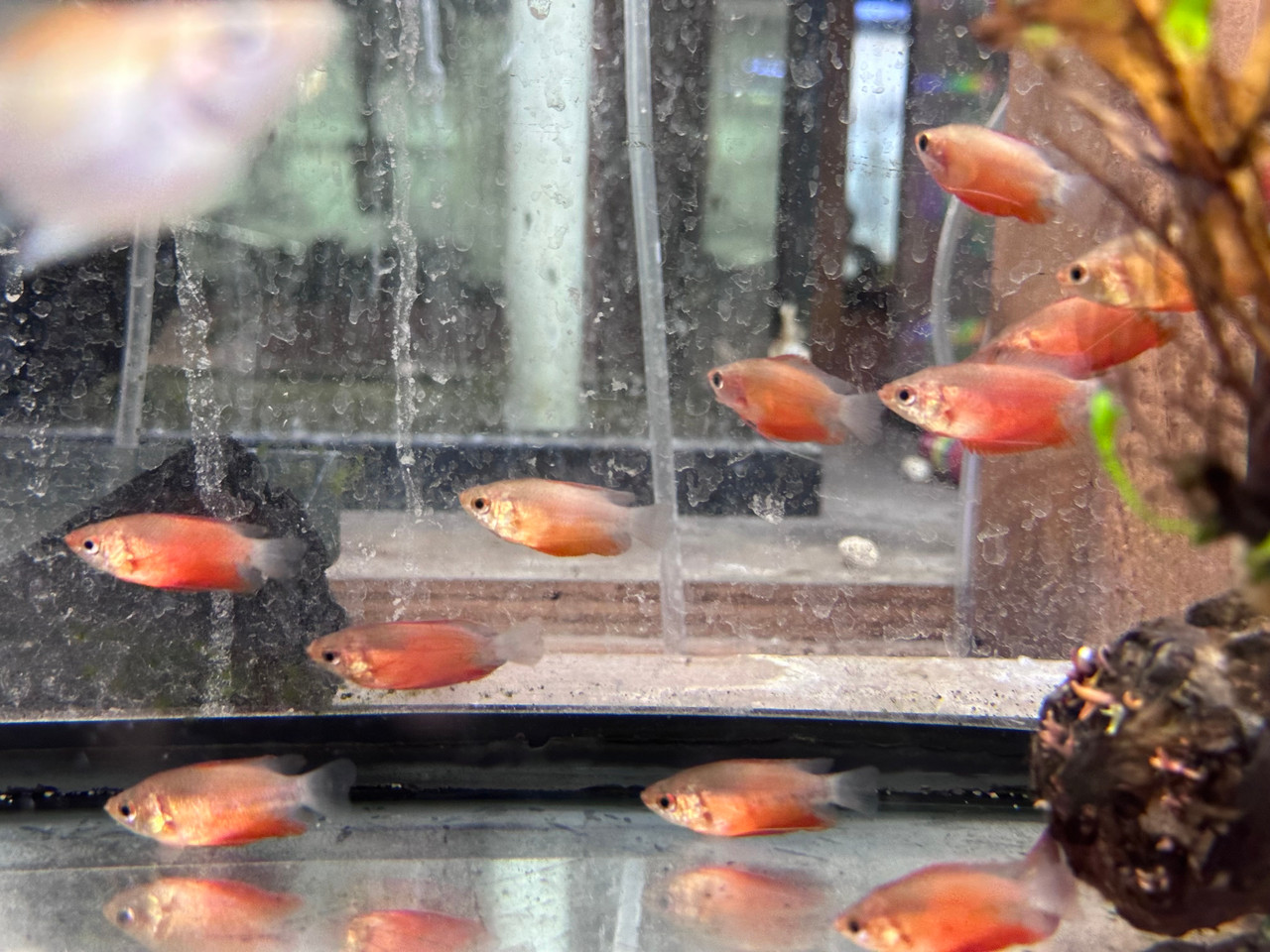 Red Honey Gourami (Trichogaster chuna)