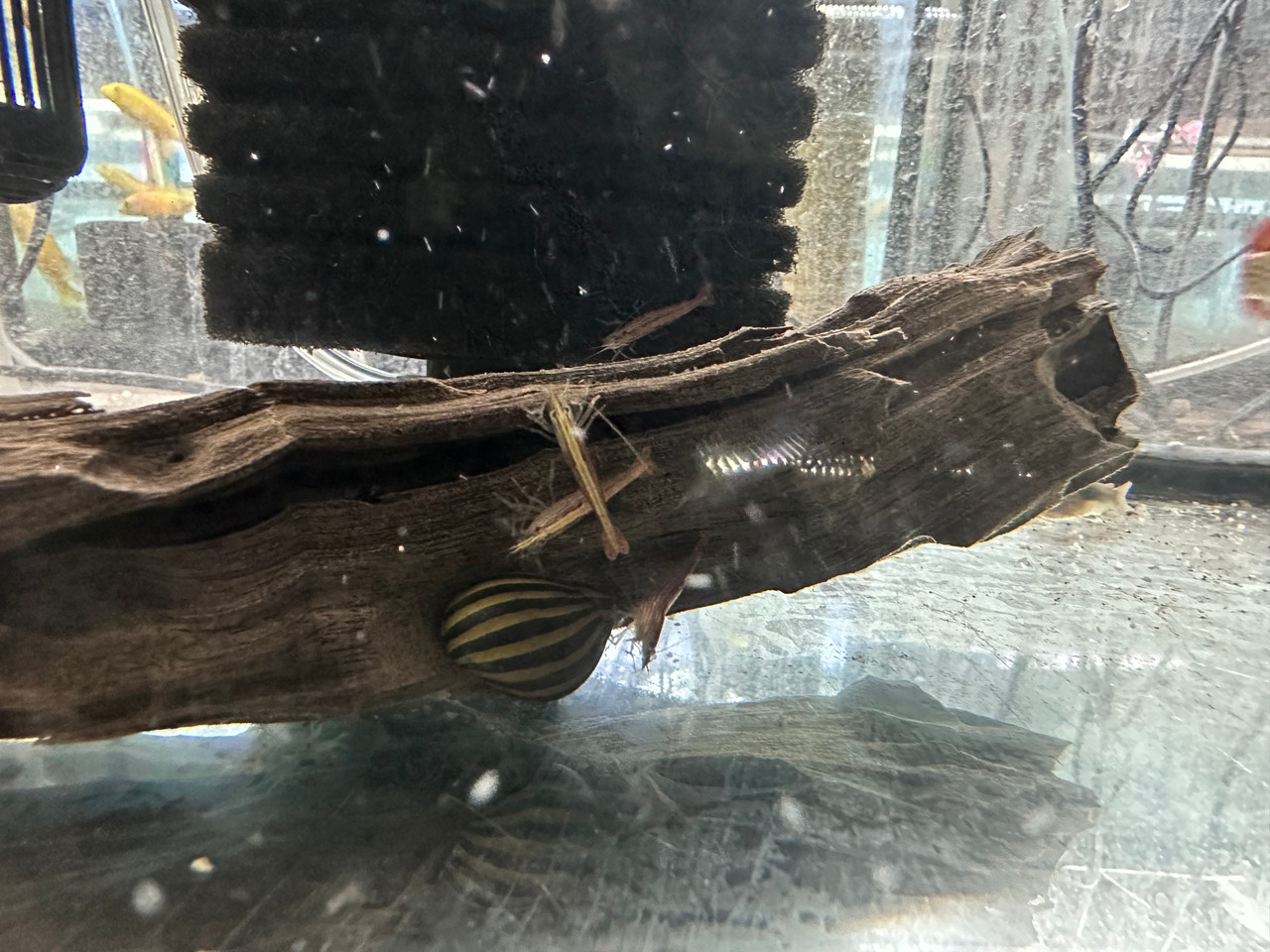 Tropical Inverts For Freshwater Aquariums: Bamboo Shrimp (Wood Shrimp)
