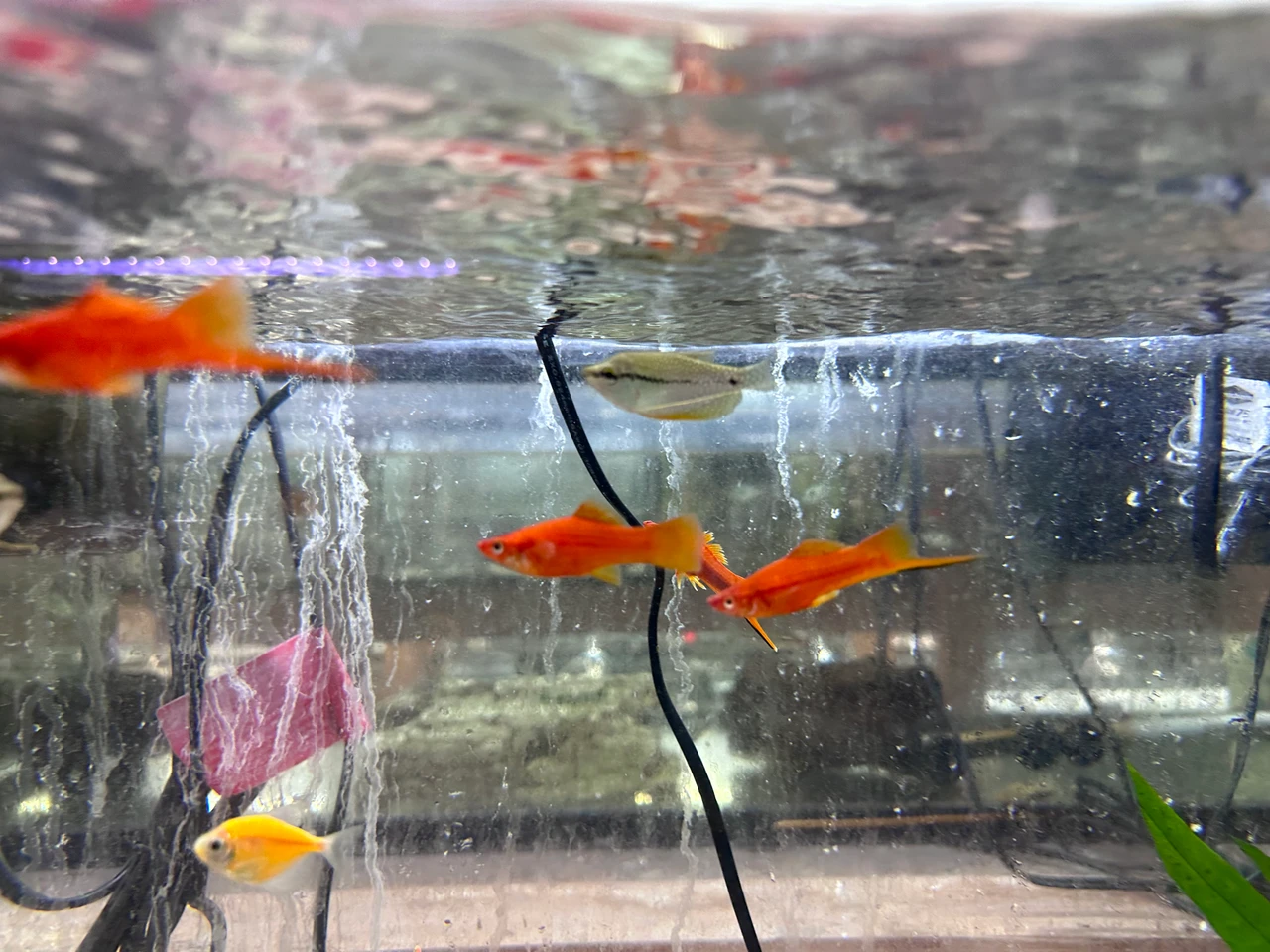 Velvet Red Swordtail