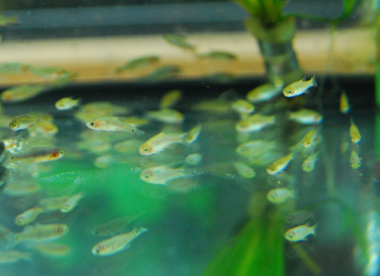 Freshwater Fish For Sale: Emerald Dwarf Rasbora (Emerald Dwarf Danio ...
