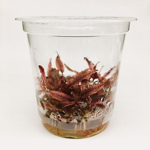 Aquarium Plants: ADA TISSUE CULTURE - CRYPTOCORYNE WENDTII