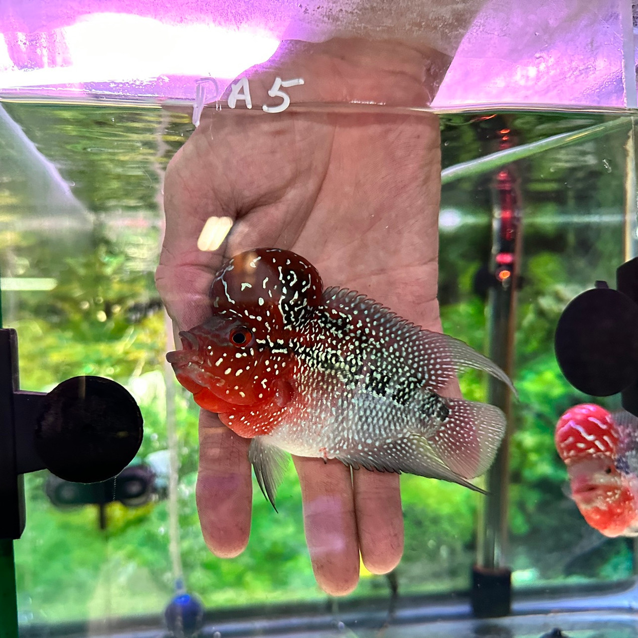 Hybrid Cichids: SRD ZZ Flowerhorn - PA5