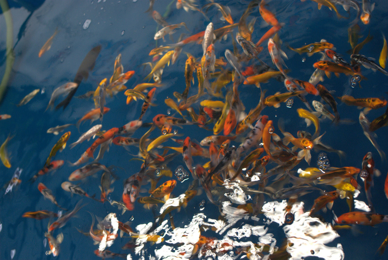 Koi Fish For Freshwater Garden Ponds: Koi Fish