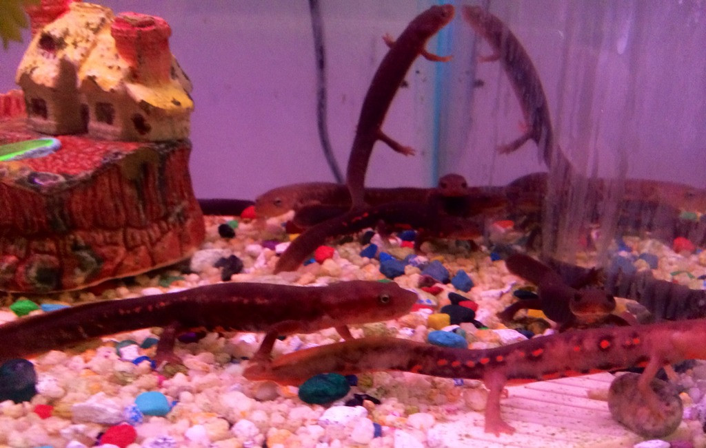 Amphibians For Sale PaddleTail Newt, Pachytriton labiatus