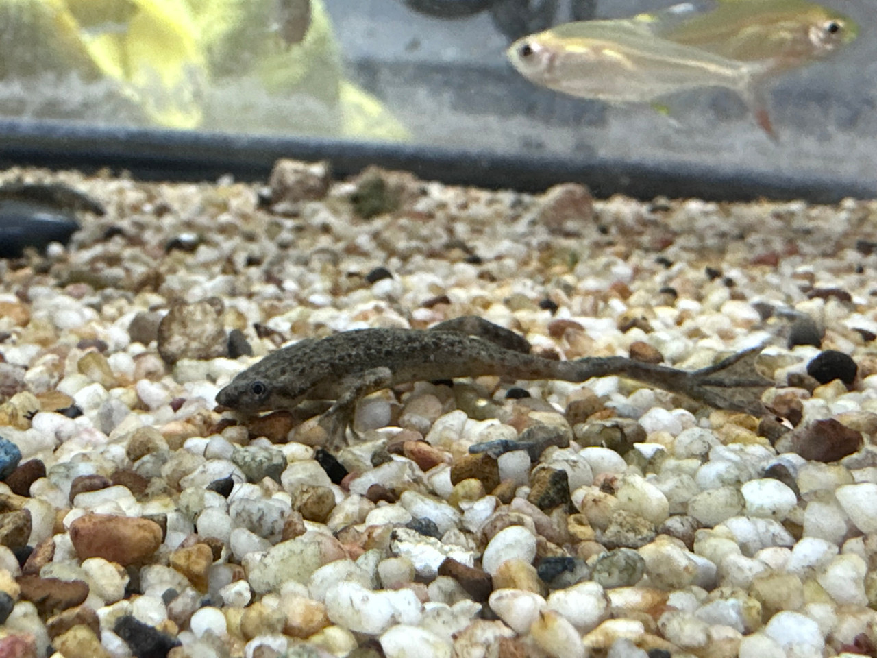 Freshwater Aquatic Pets: African Dwarf Frog For Sale