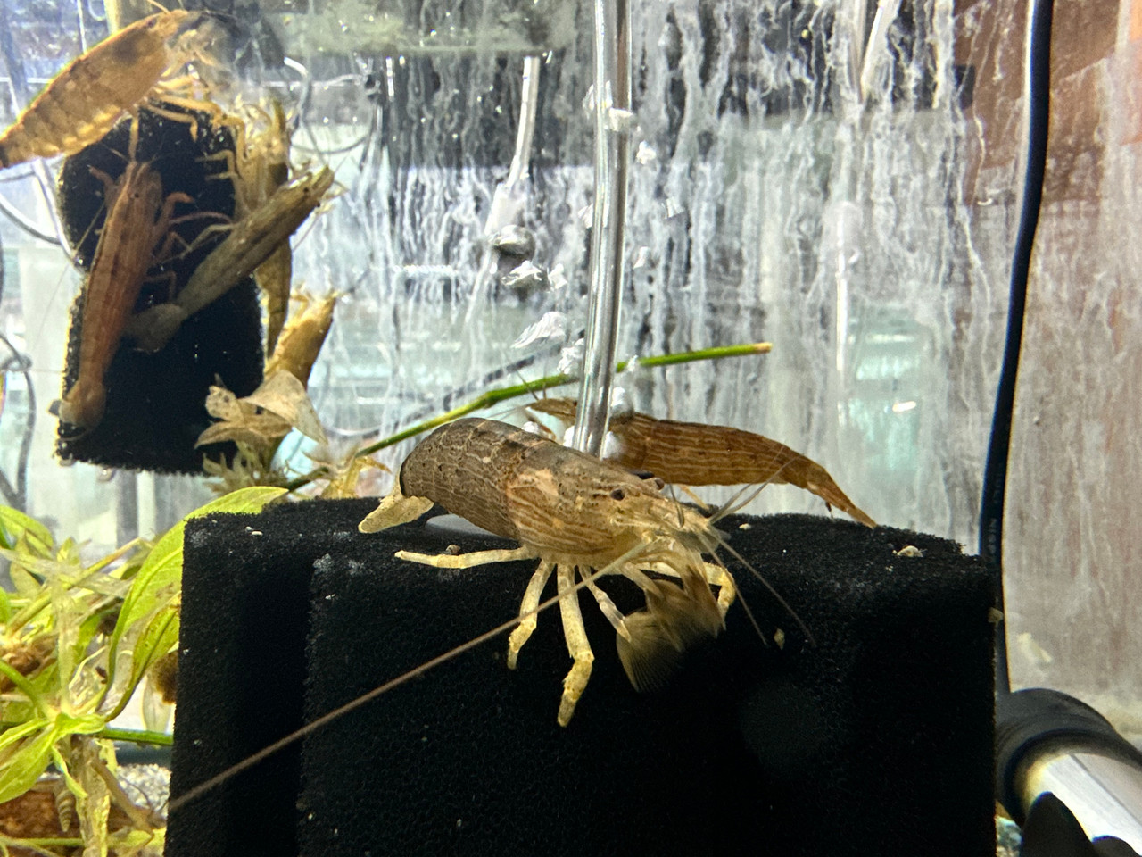 Memory Forwarding Wood Shrimp Plastic . photo