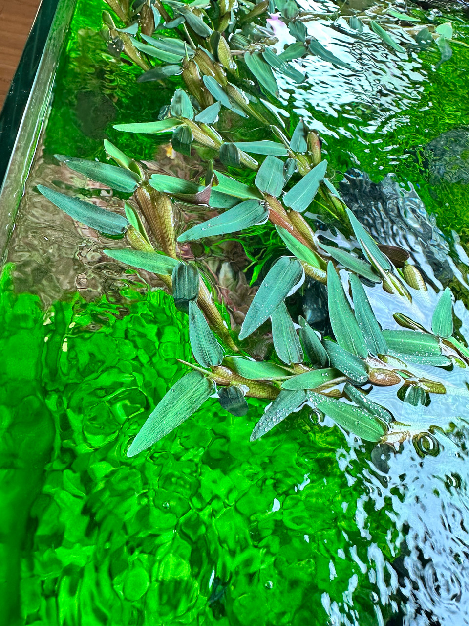 Buy Floating Bamboo (Hygroryza Aristata) - Enhance Your Aquarium - $14.99