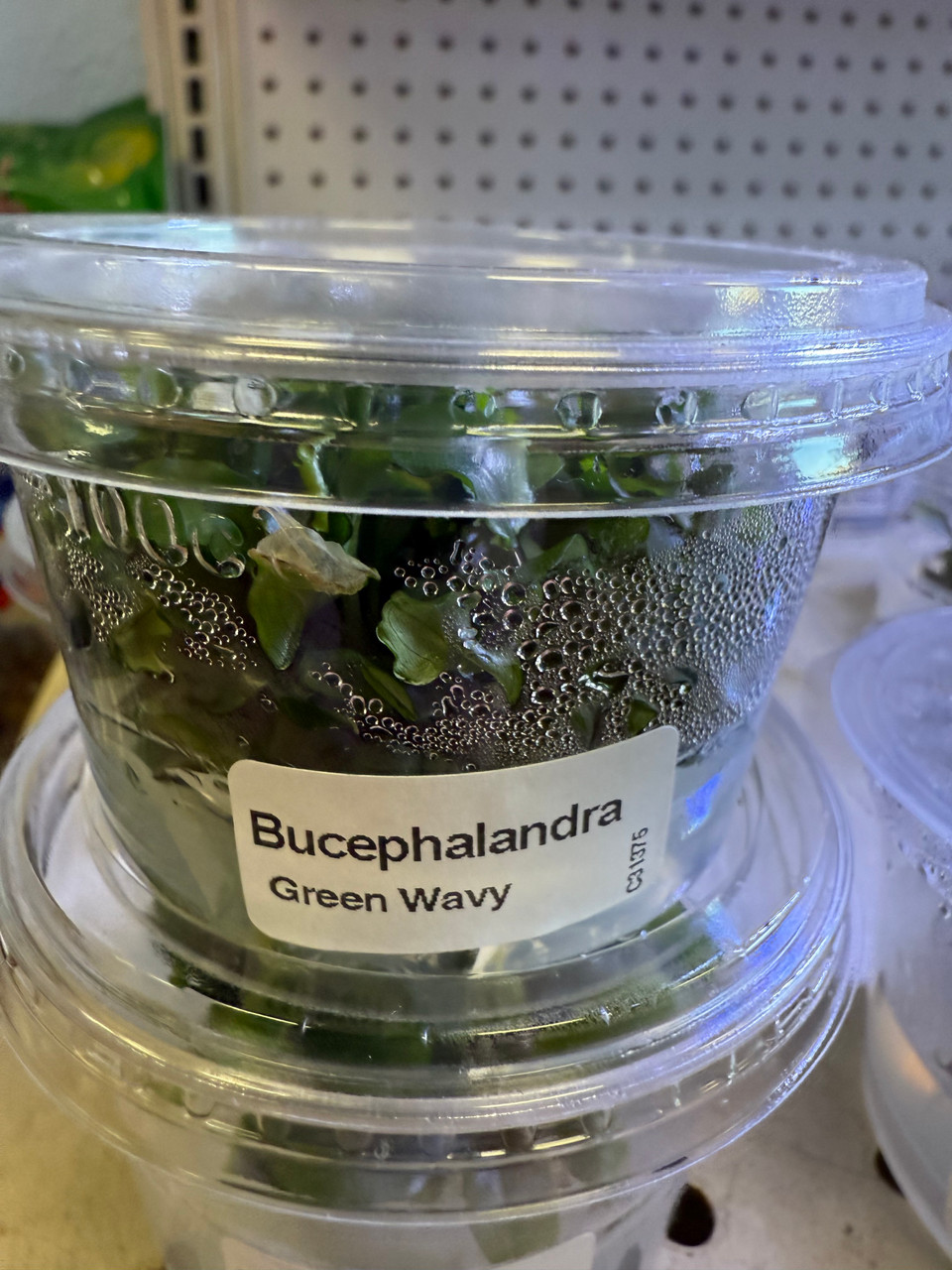 Bucephalandra Wavy Green Tissue Culture – Unique Freshwater