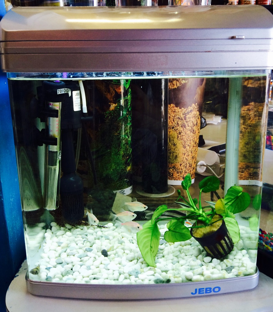 Micro Curved Glass Aquarium - 5 Gallon - Nano Tank! - Zone Tropical Fish - California