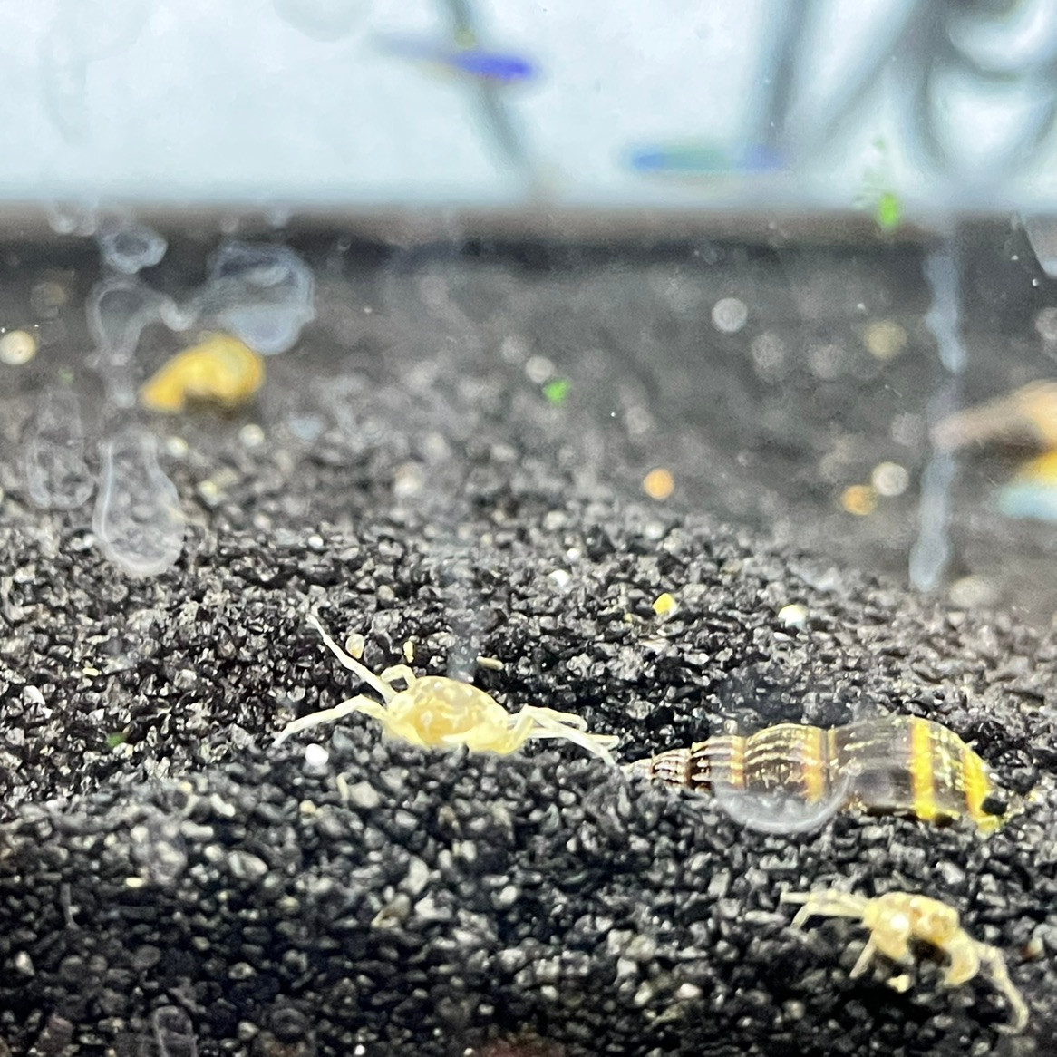 Buy Thai Micro Spider Crabs (Limnopilos naiyanetri) | Freshwater